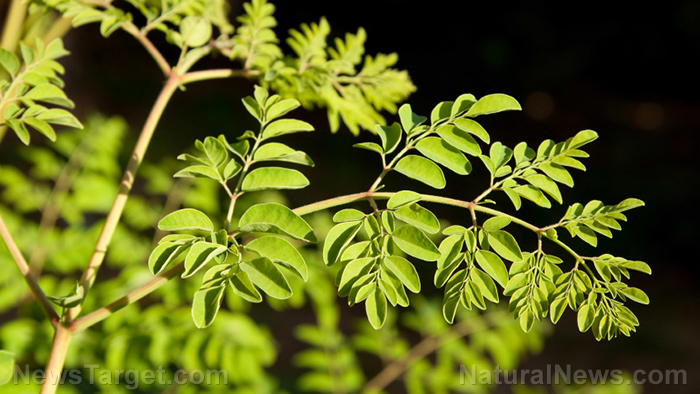 Extract from moringa trees found to prevent cataract formation