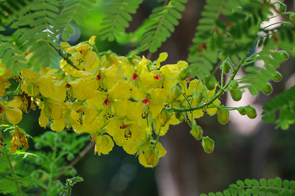 Study finds that Caesalpinia mimosoides (mimosa thorn) exhibits antioxidant properties