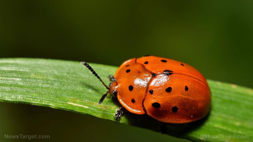 Insect infestations threaten forests, crops and cattle around the globe