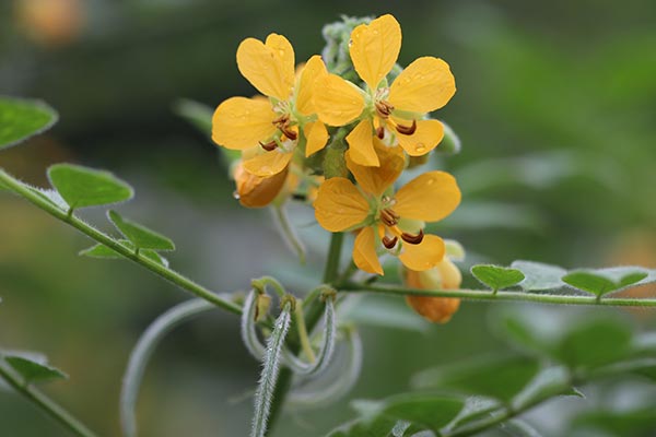 Study: Coffee senna leaves exhibit anti-malarial properties