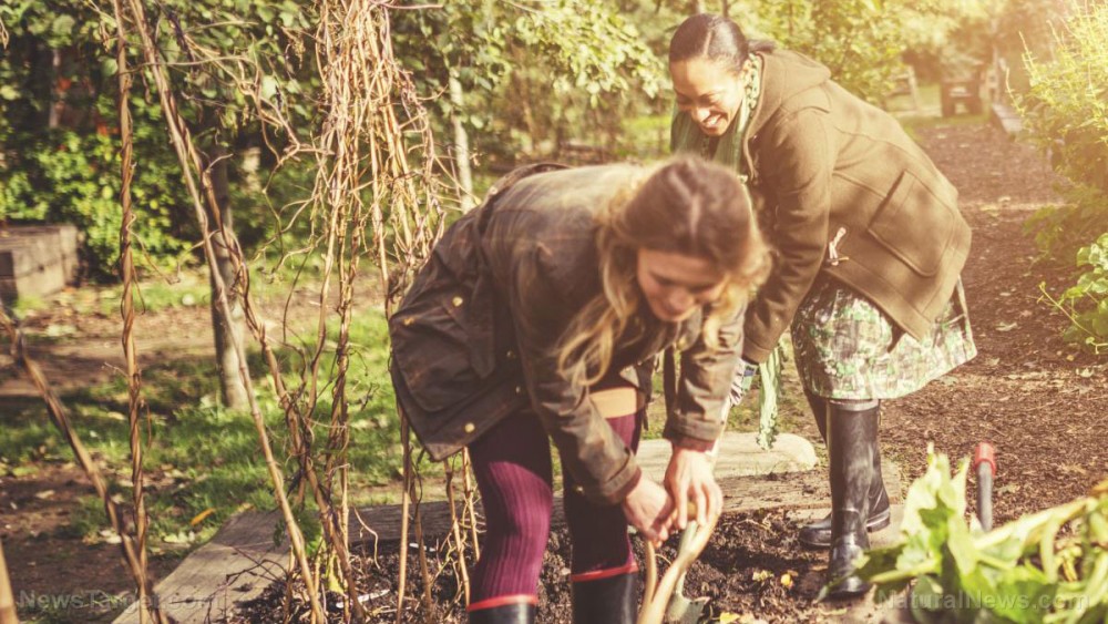 Study: Half an hour of gardening provides same health benefits as weight training, reduces risk of early death by 20%