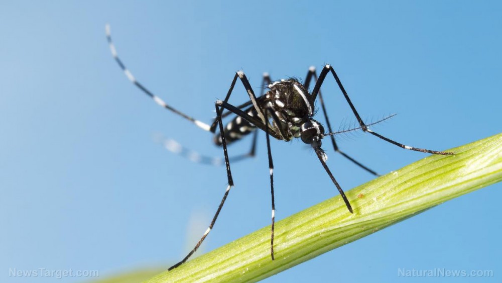 Prepper projects: Make a DIY mosquito trap to protect your family from bites