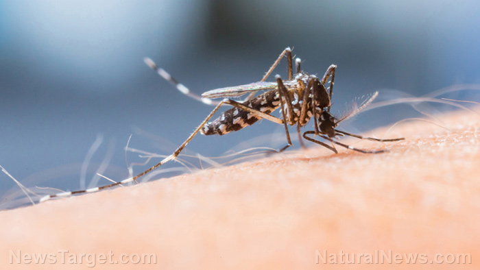 8 Natural ways to keep mosquitoes at bay