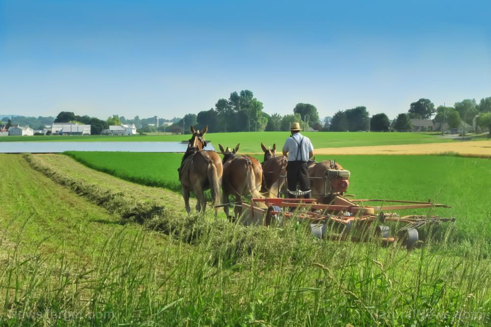 Amish children don’t get cancer, diabetes or autism, study finds (while mainstream Americans are sick and DYING in record numbers)