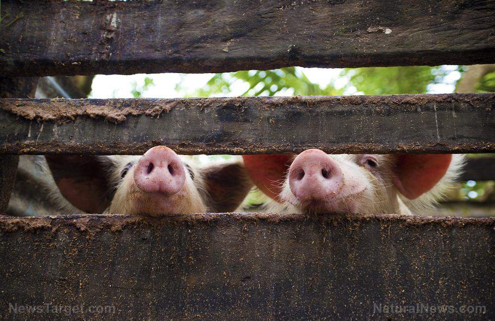 Chlorine dioxide found to halt African swine fever virus: STUDY