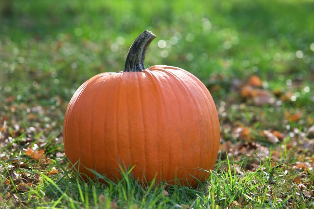 Pumpkins can help alleviate vitamin A deficiency and prevent severe disease outcomes for measles