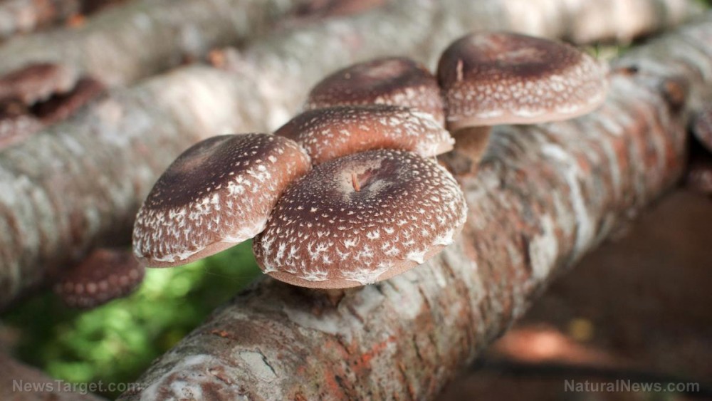 6 Mushrooms you can eat to prevent cognitive impairment and reduce your dementia risk