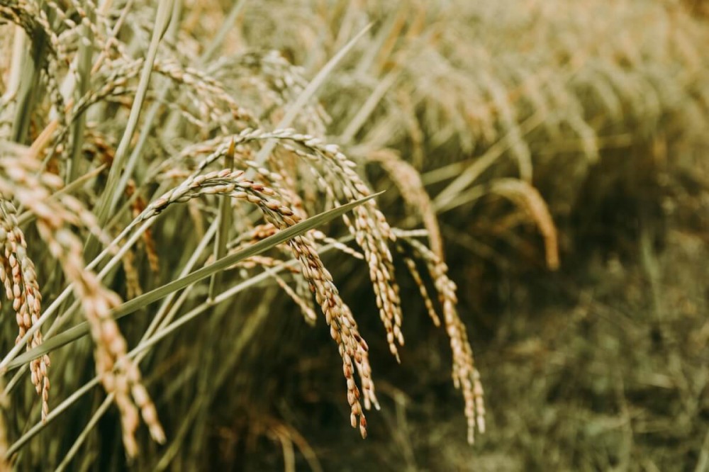 brown wheat for rice production